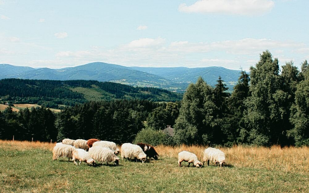 Jak se žije s ovečkami v beskydských kopcích