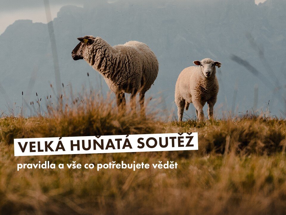 Velká huňatá soutěž - pravidla a vše co potřebujete vědět
